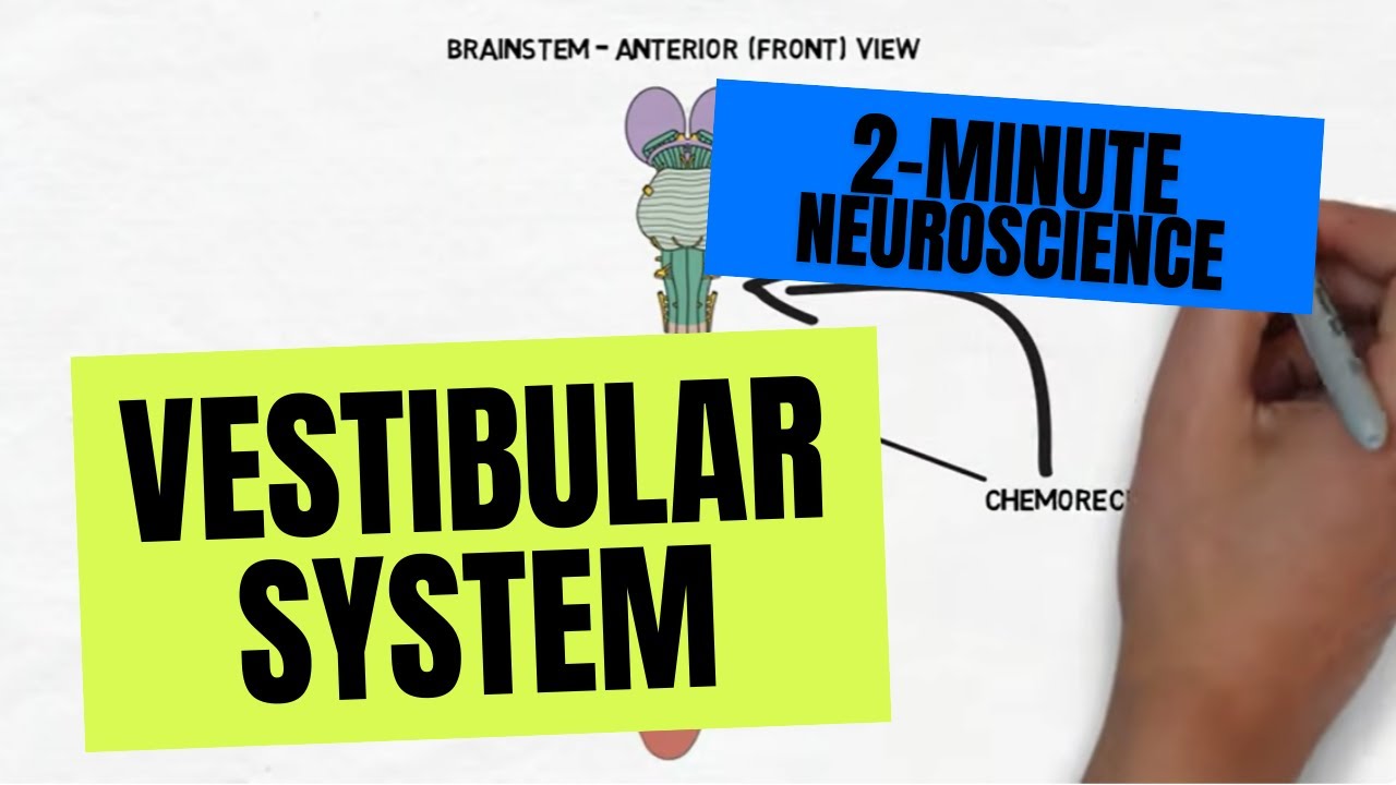 2-Minute Neuroscience: Vestibular System 🧠
