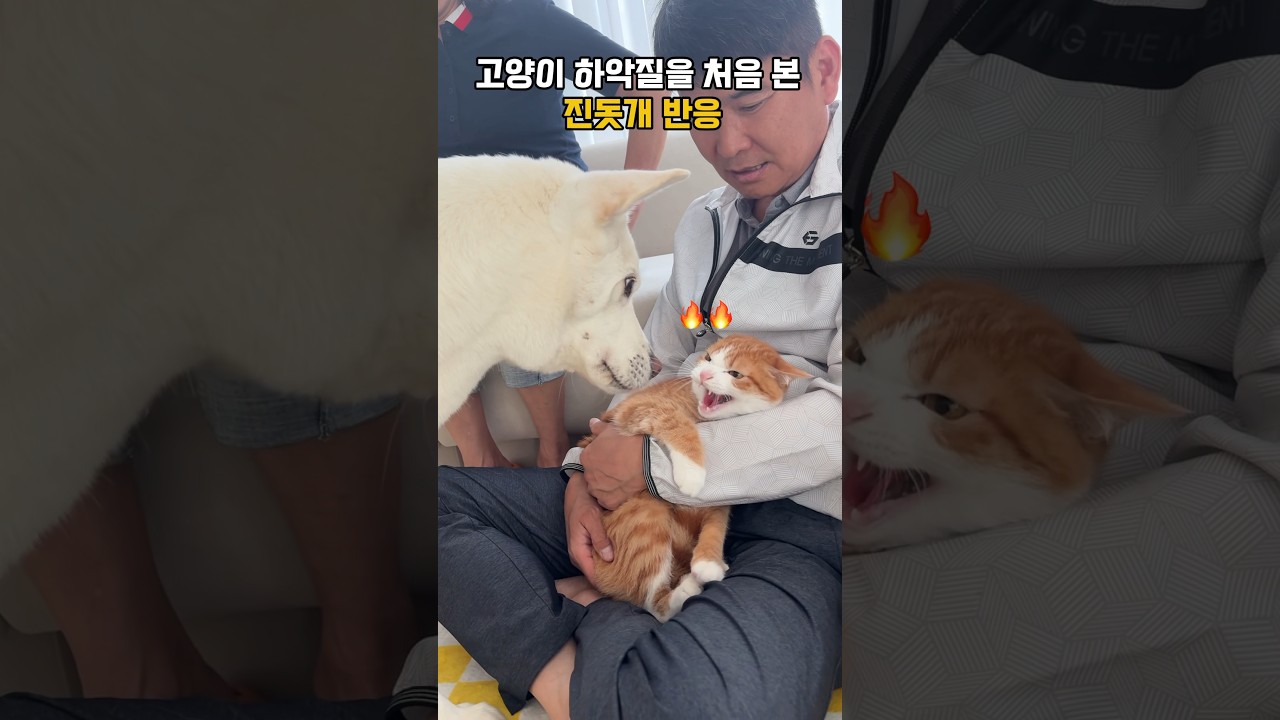 진돗개, 아기 고양이 하악질에 반응 🐶
