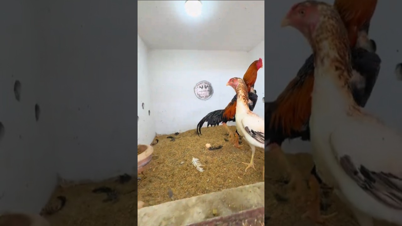 Laka Shamo Rooster: A Unique Breed