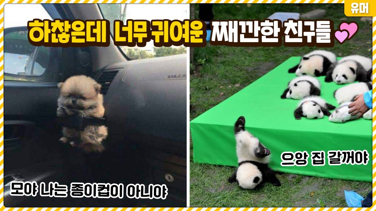 귀여운 깜찍이들 모음!♥ 작은 행복을 전하는 영상