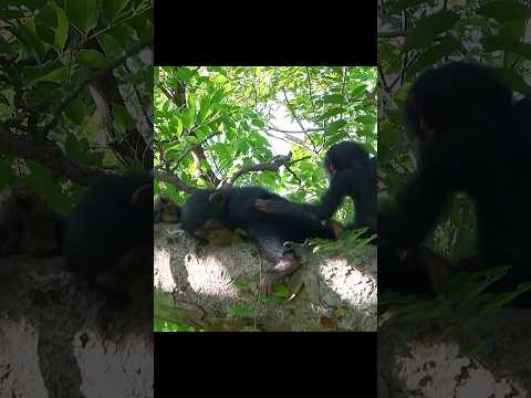 In the group, order outweighs bravery.#wildlife #animals #shorts #video