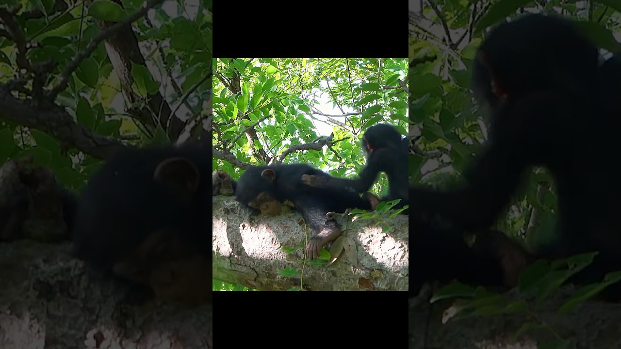 Why Sometimes Order Matters More Than Bravery in the Wild 🦁