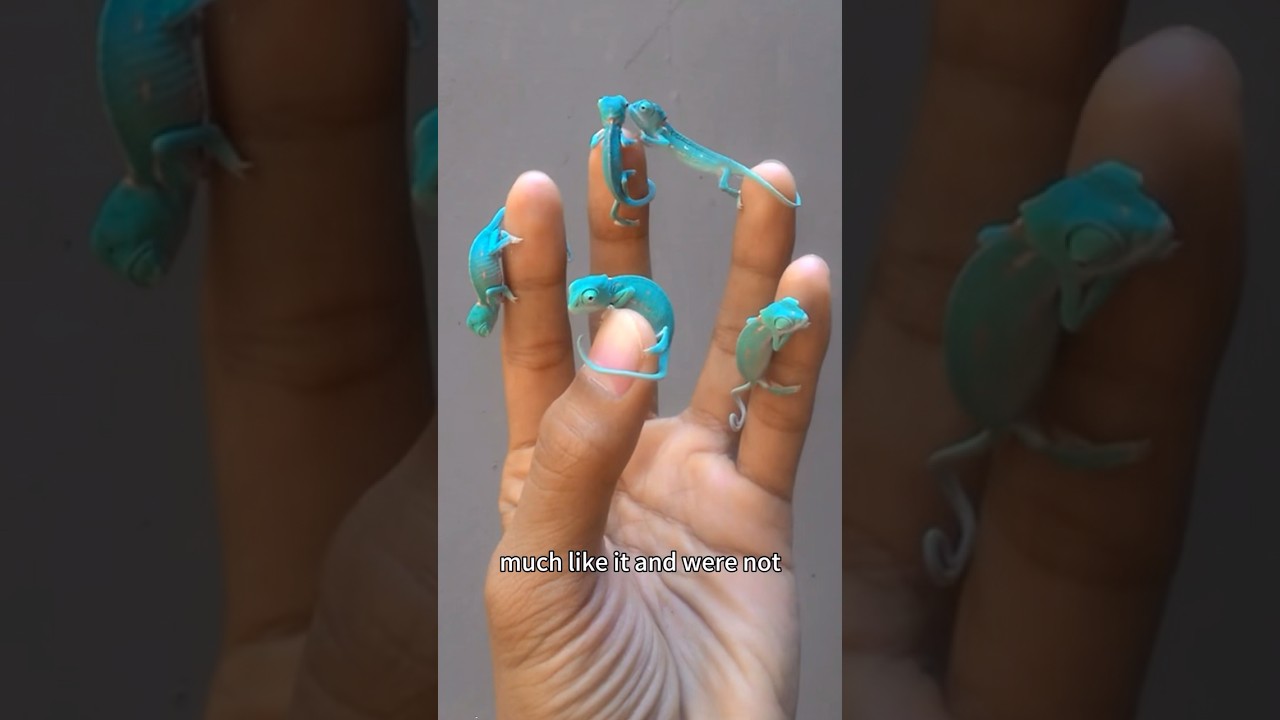 Rescue Chameleon 🦎 Healing & Cuteness