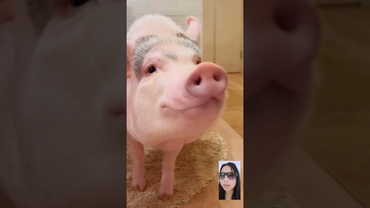 Lucu dan Gemoy! Hewan Babi Menggemaskan 🐷