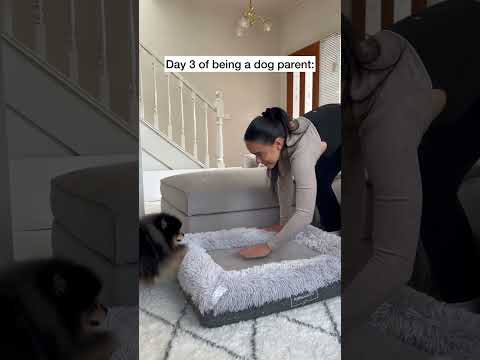 Things escalated quickly after becoming a dog parent π€ #pomeranian #dog #dogmum