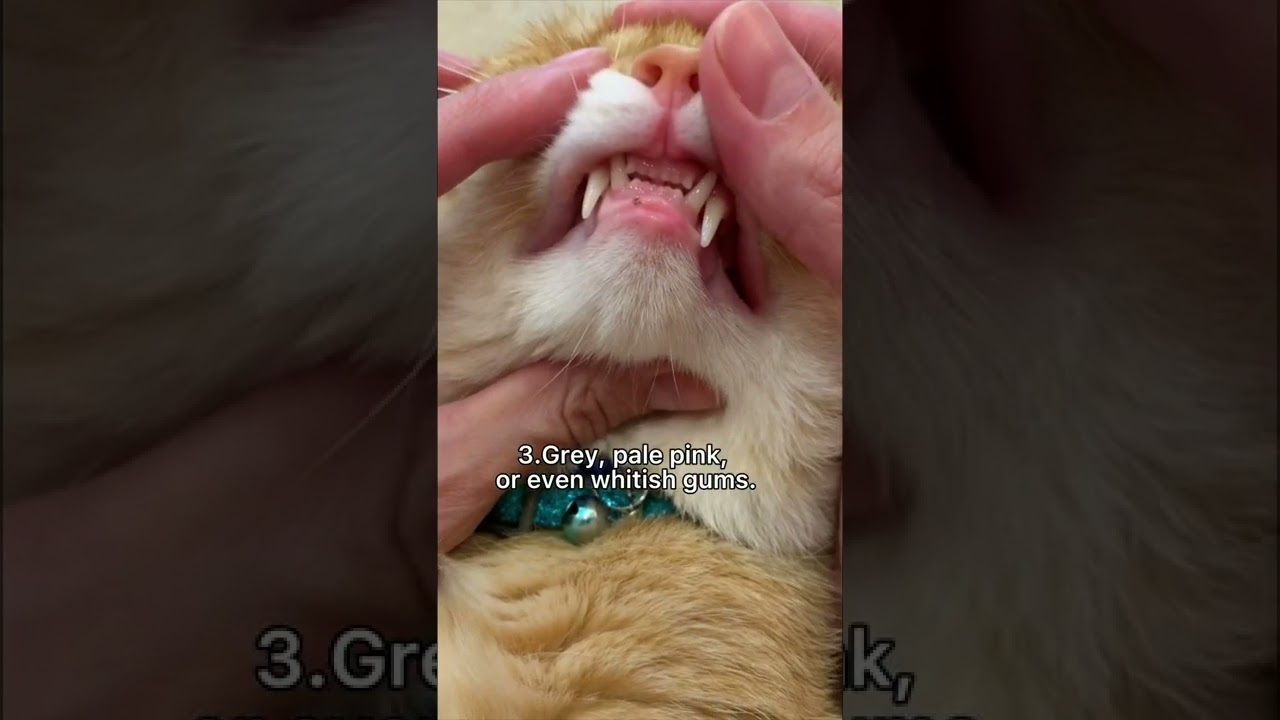 4 Signs Your Cat Might Have Worms 🐱