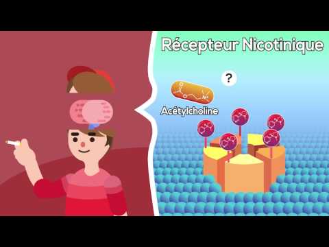 Effets de la nicotine sur le cerveau