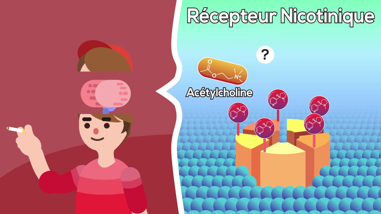 Nicotine et cerveau : Impact sur la jeunesse et le risque d'addiction 🚭