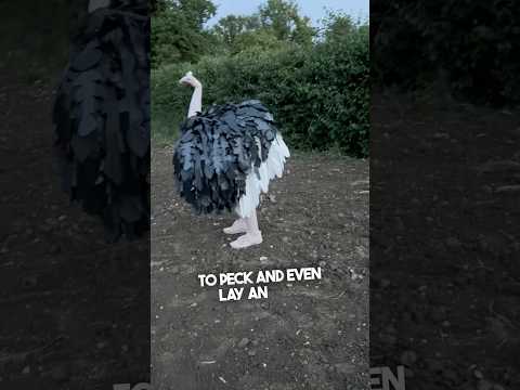 Unique Halloween Costume That Will Surprise Everyone 🎃