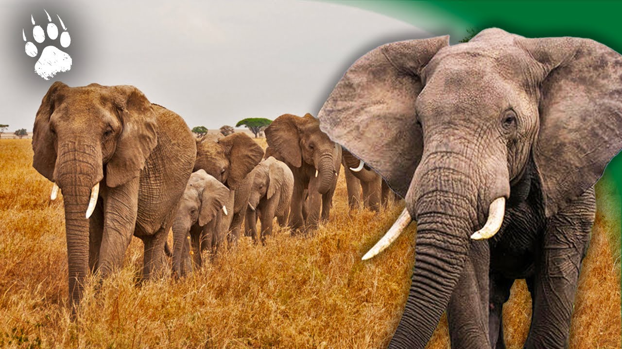 Les Secrets des Géants de la Savane : Éléphants, Rhinocéros, Lions et Girafes