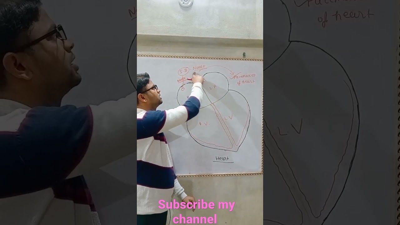 Heart's S.A. Node: The Heart’s Natural Pacemaker ❤️ #Shorts #Biology
