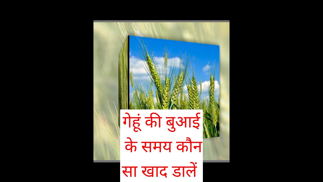 गेहूं की बुवाई के समय सही खादें 🌱