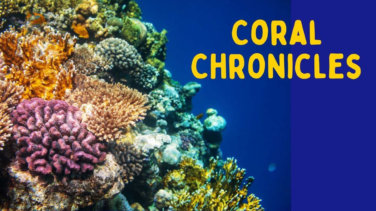 Ocean Plants & Marine Life 🌊 | Kids Science Video