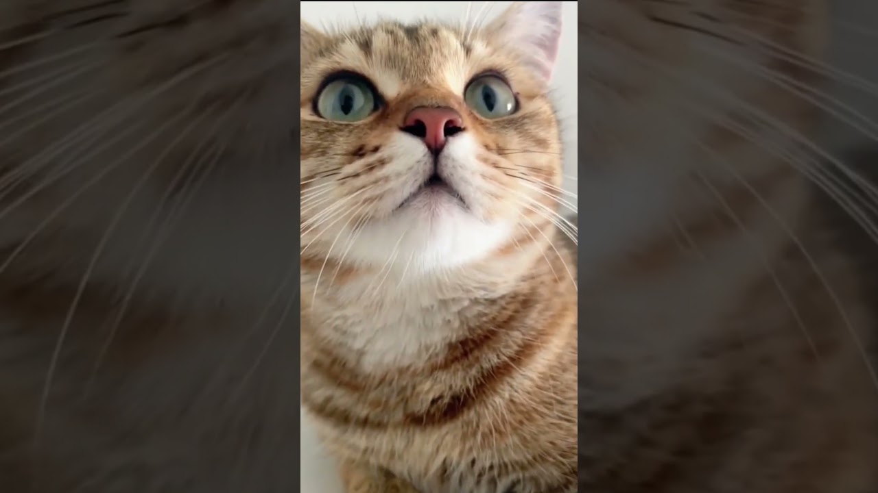 Chat mignon qui miaule 😻