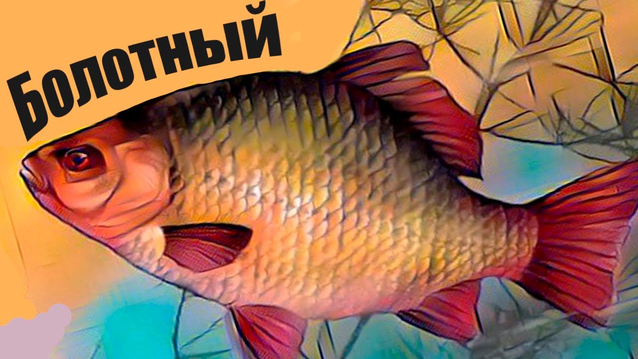 Почему болотный карась — лучший по вкусу?