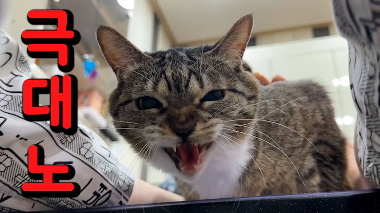 춘봉이의 첫 하악질 사건 🐱