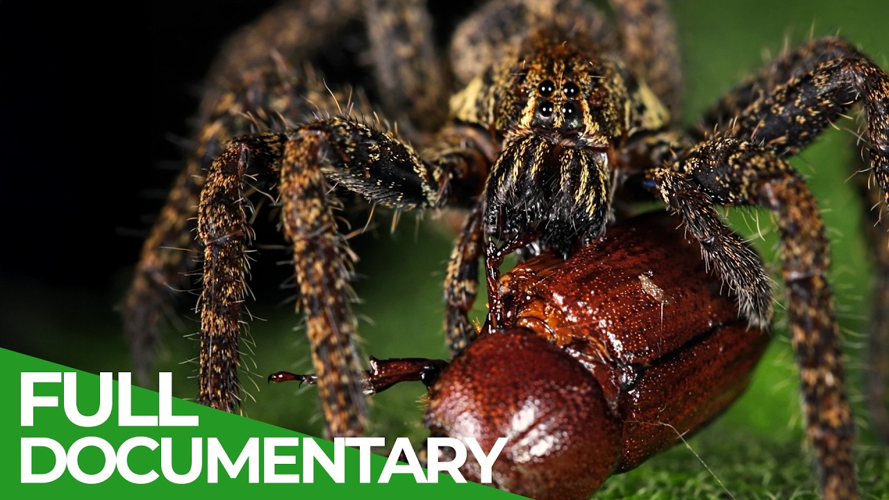 Deadliest Toxic Animals with No Antidote 🐍