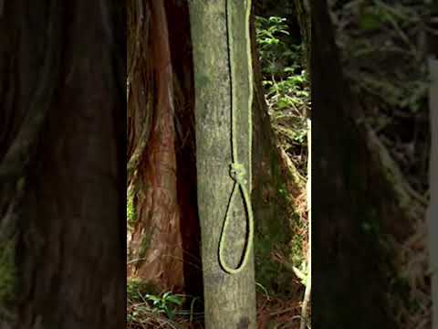 ¡¡El Bosque Siniestro De Los Suicidas!! #shorts #ytshorts