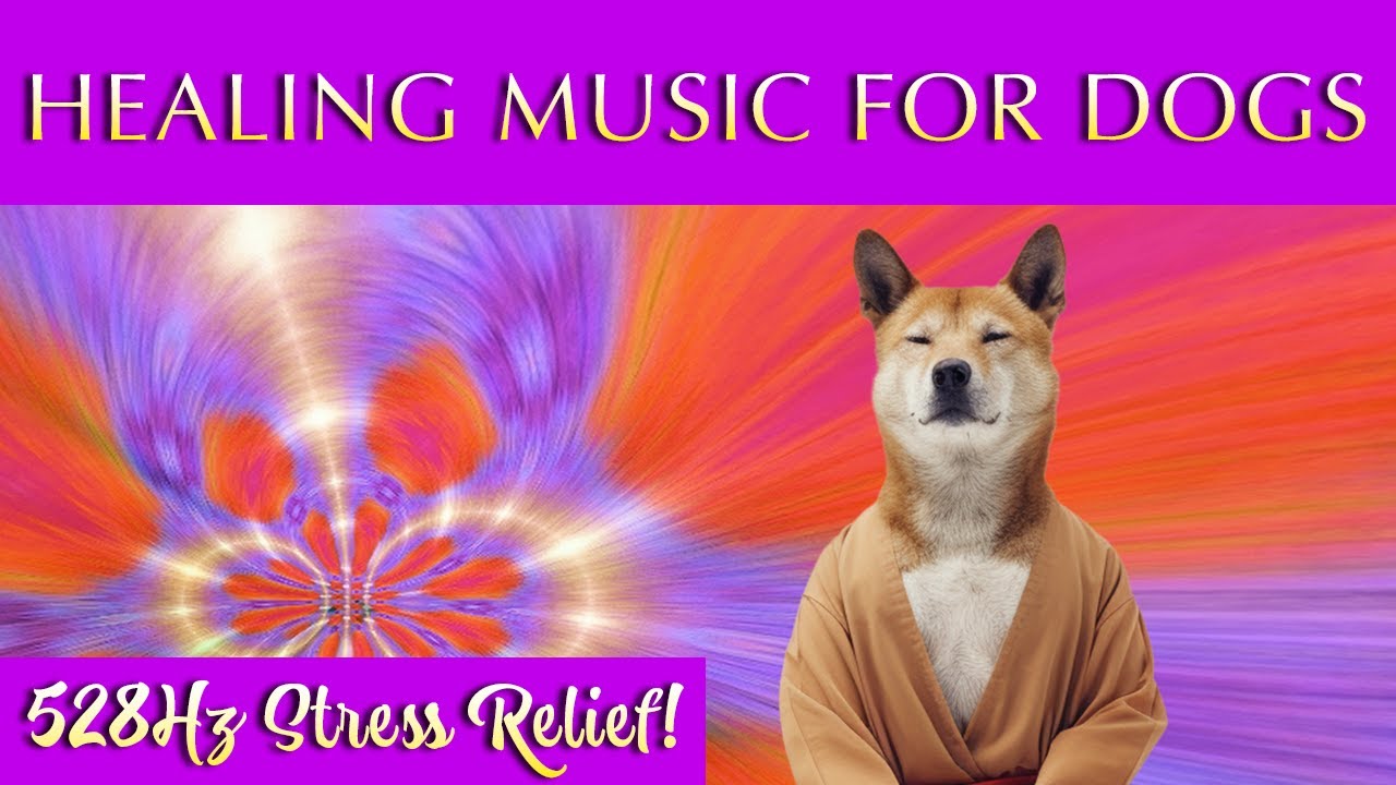 Healing Music for Dogs and Humans 🐾  528Hz Relaxation and Stress Relief
