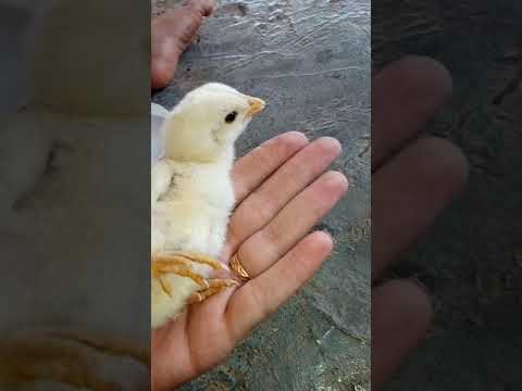 صوص صغير #كتكوت