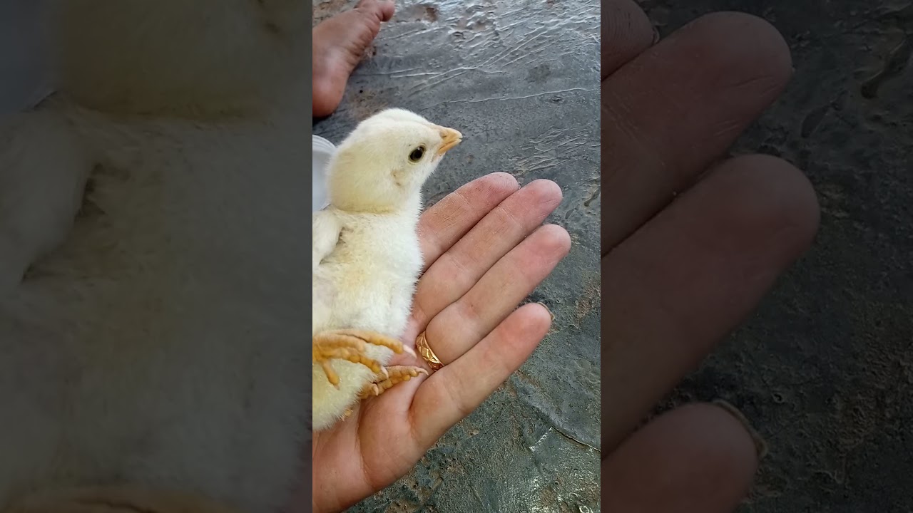 صوص صغير رائع: كل ما تحتاج معرفته عن الكتاكيت 🐣