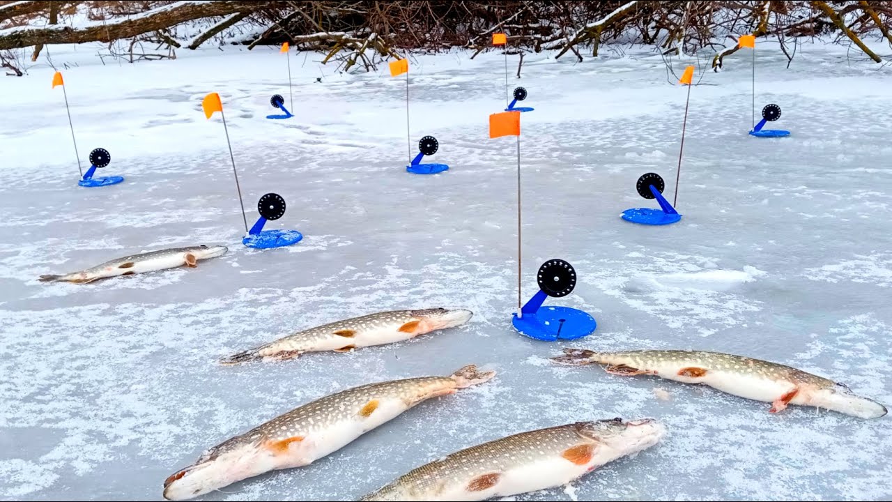 Лучший рецепт ловли щуки на жерлицы 🐟 — Удачная рыбалка сезона!