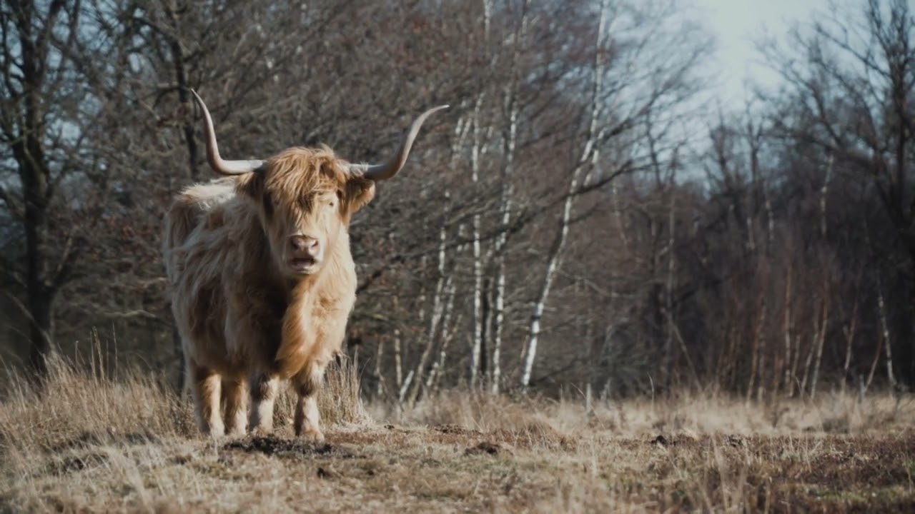 Forest Animal | Animal4U π³