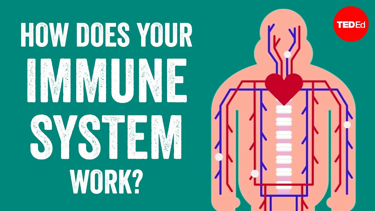 How Your Immune System Protects You 🛡️