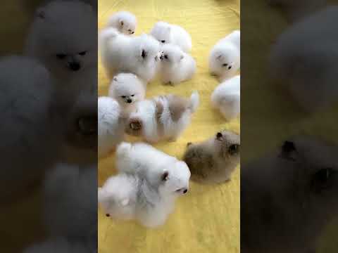 Adorable Puppy Care ๐ถ | Short Video