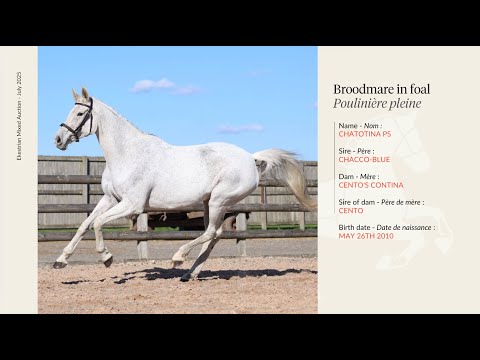 Lot 21 - Chatotina PS - Chacco Blue X Cento