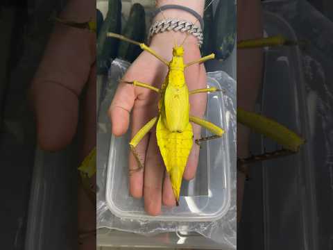 Mimicry is the most important and sophisticated form of camouflage in nature.