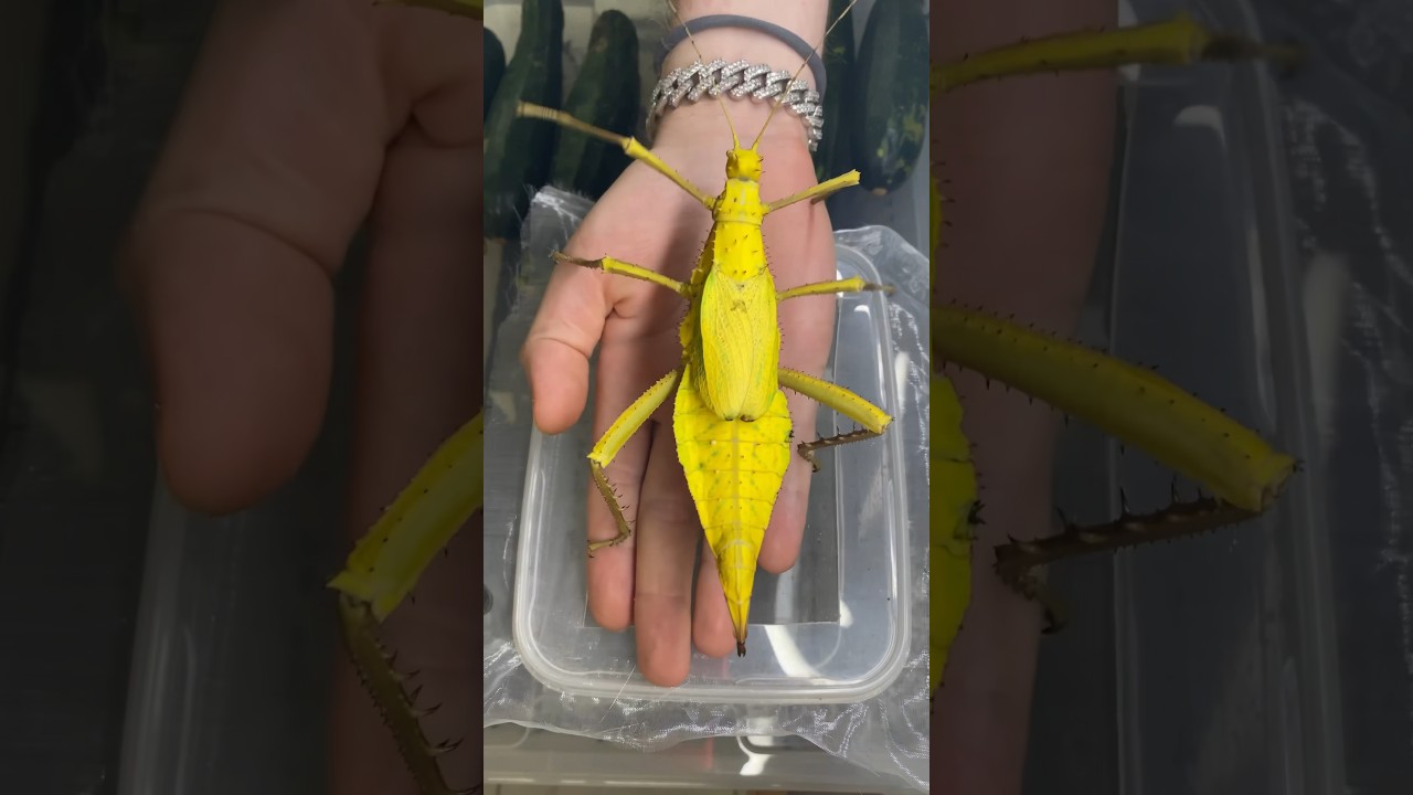 Discover the Power of Mimicry: Nature's Most Sophisticated Camouflage 🦋