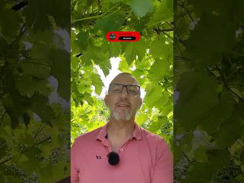 Der Adler ist rechts .....so wie die AFD und viele andere Dinge #politik , #afd , #meinungsfreiheit