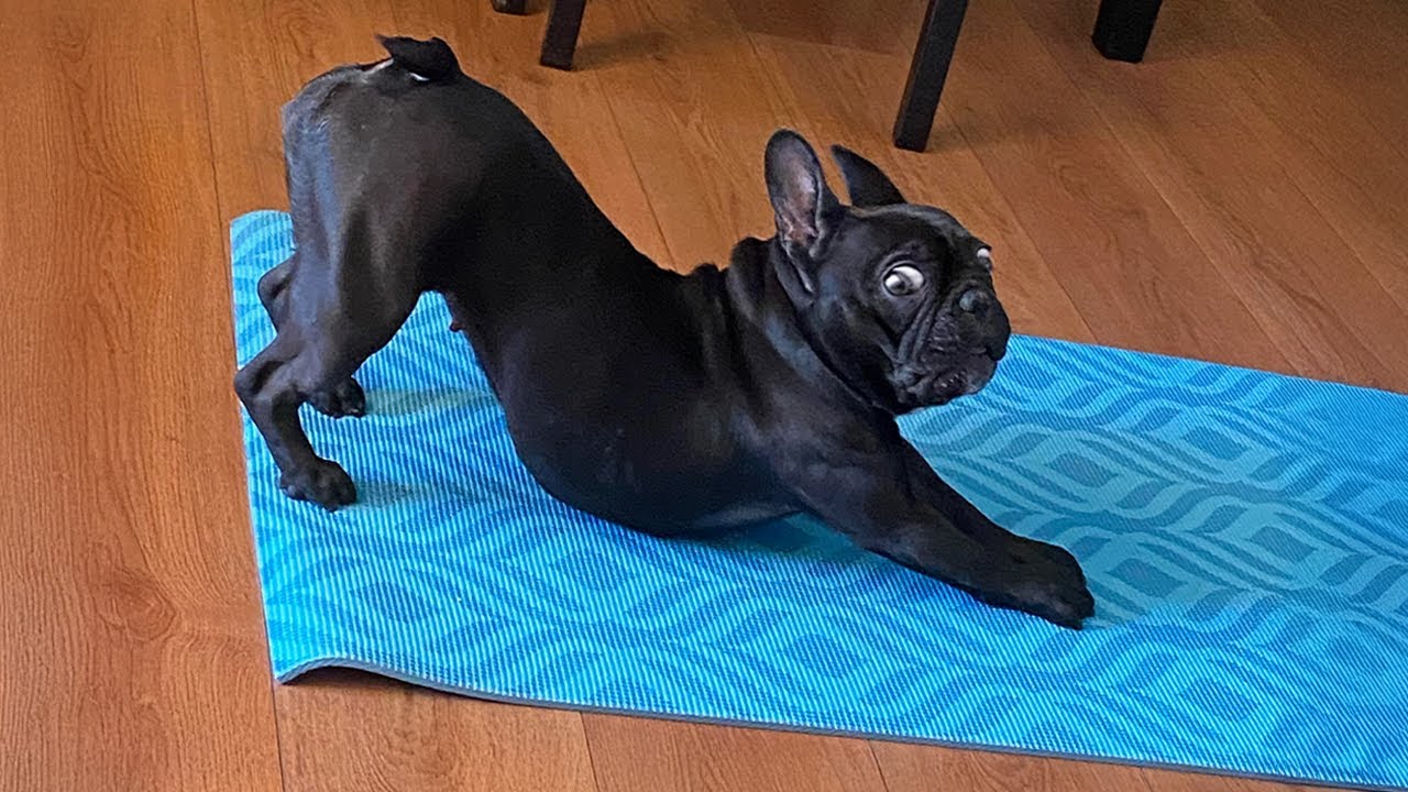 Hilarious French Bulldogs Will Make You Laugh 😂
