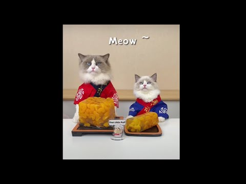 Sushi Chef? Nah it’s Orange Pudding Chef! #thatlilttlepuff #puffknowsbetter #catsofyoutube