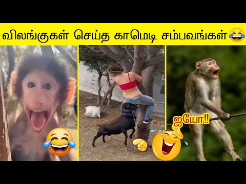 2025 விலங்குகள் செய்த புத்தம் புது காமெடி சம்பவம் 🤣😂 பகுதி-2 