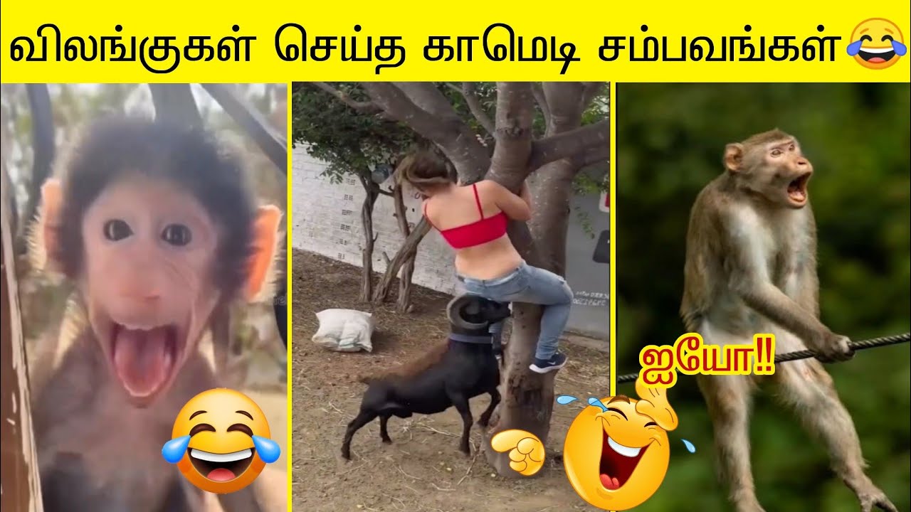 2025's Hilarious New Animal Comedy Moments ЁЯдг | Part 2