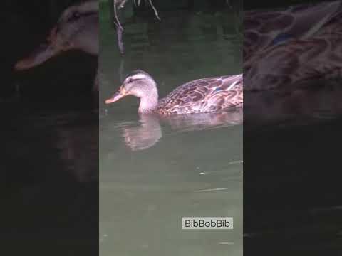Heja Duck 🦆 Cute Bird Short Video