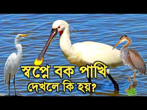 স্বপ্নে বক পাখি দেখার অর্থ কি? 🦢