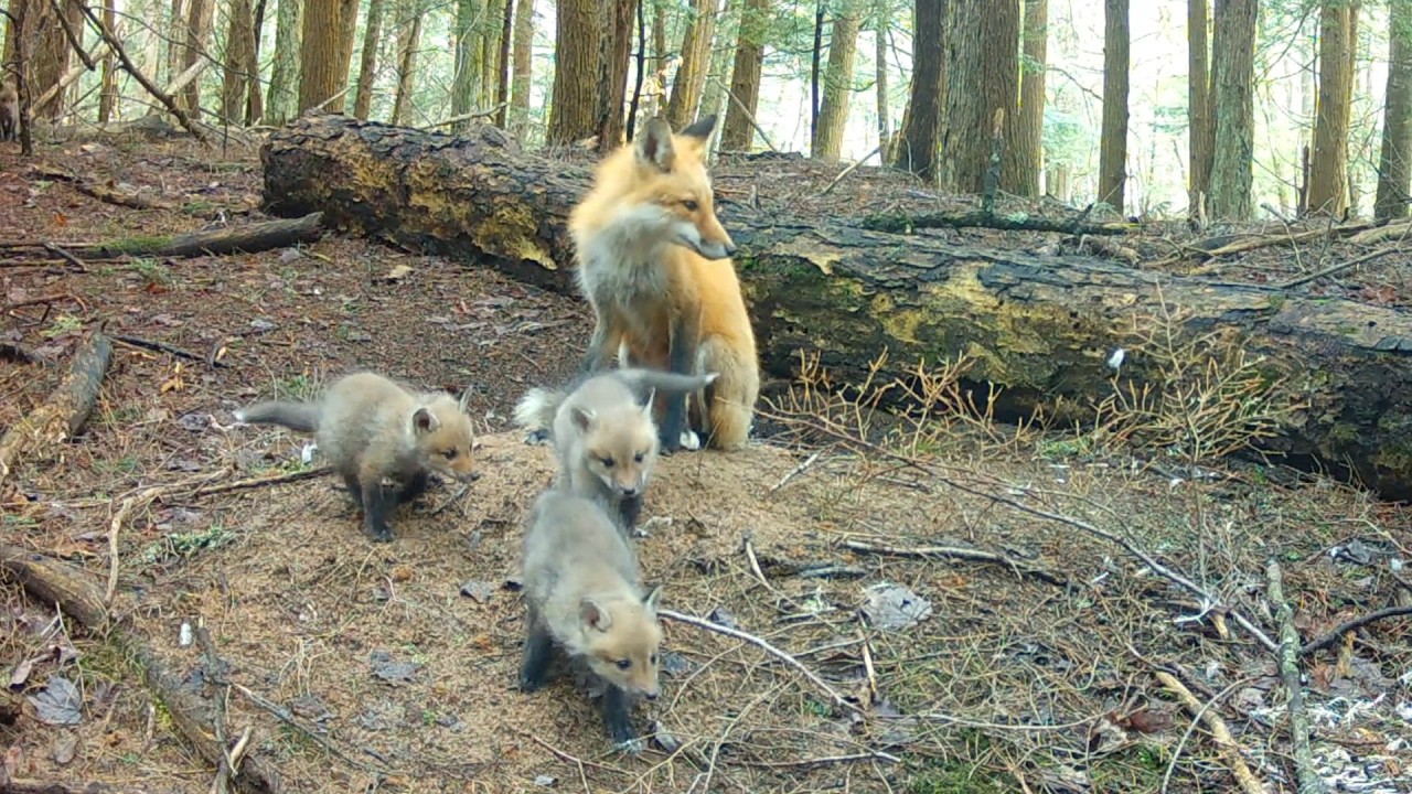 Wild Red Fox Mom Splits Her Litter: 6 Pups in One Den, 1 All Alone