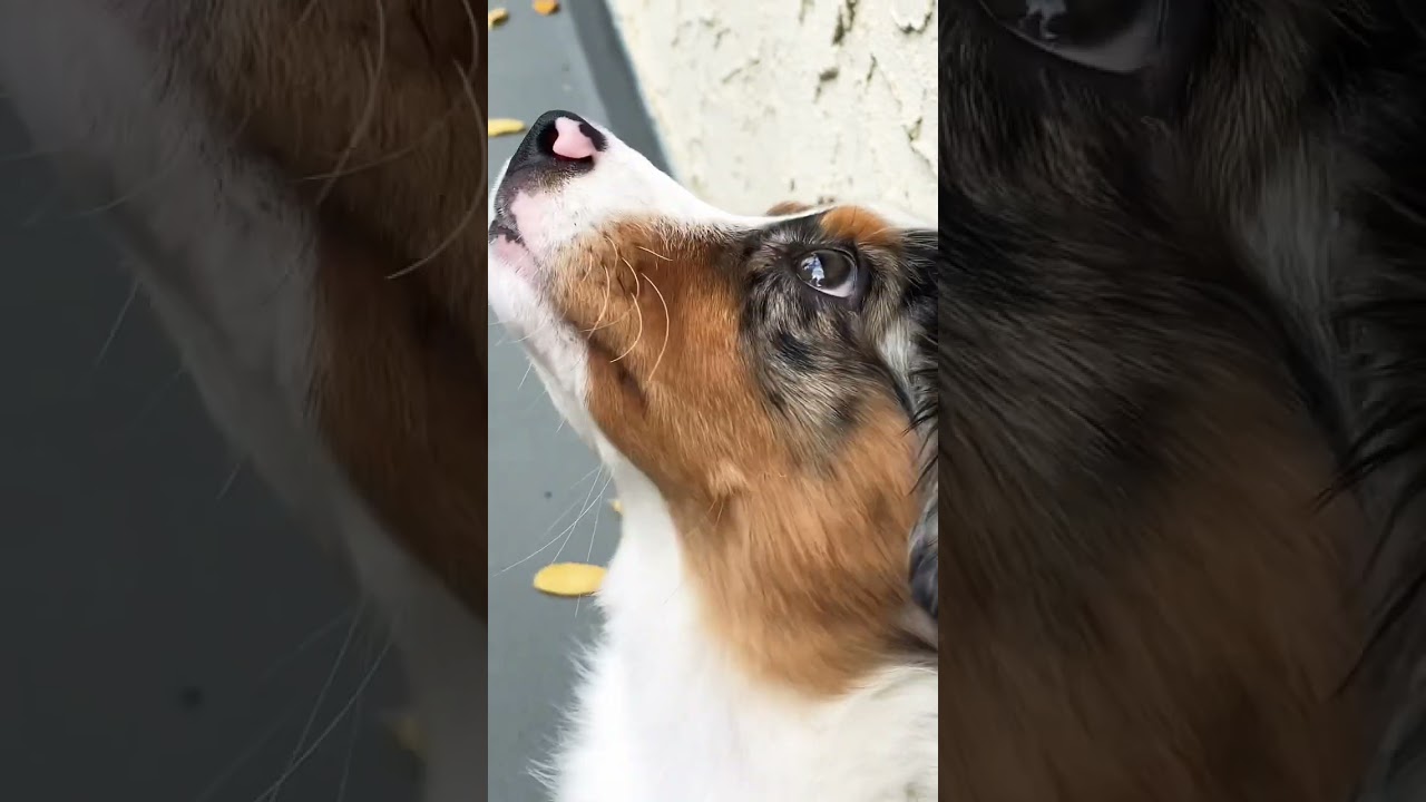 Keep Exploring with Curiosity 🐶