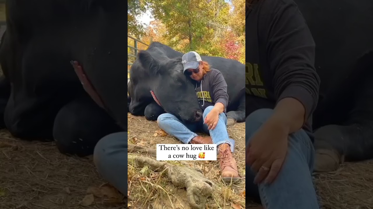Magical Cow Hugs at The Gentle Barn 🐄