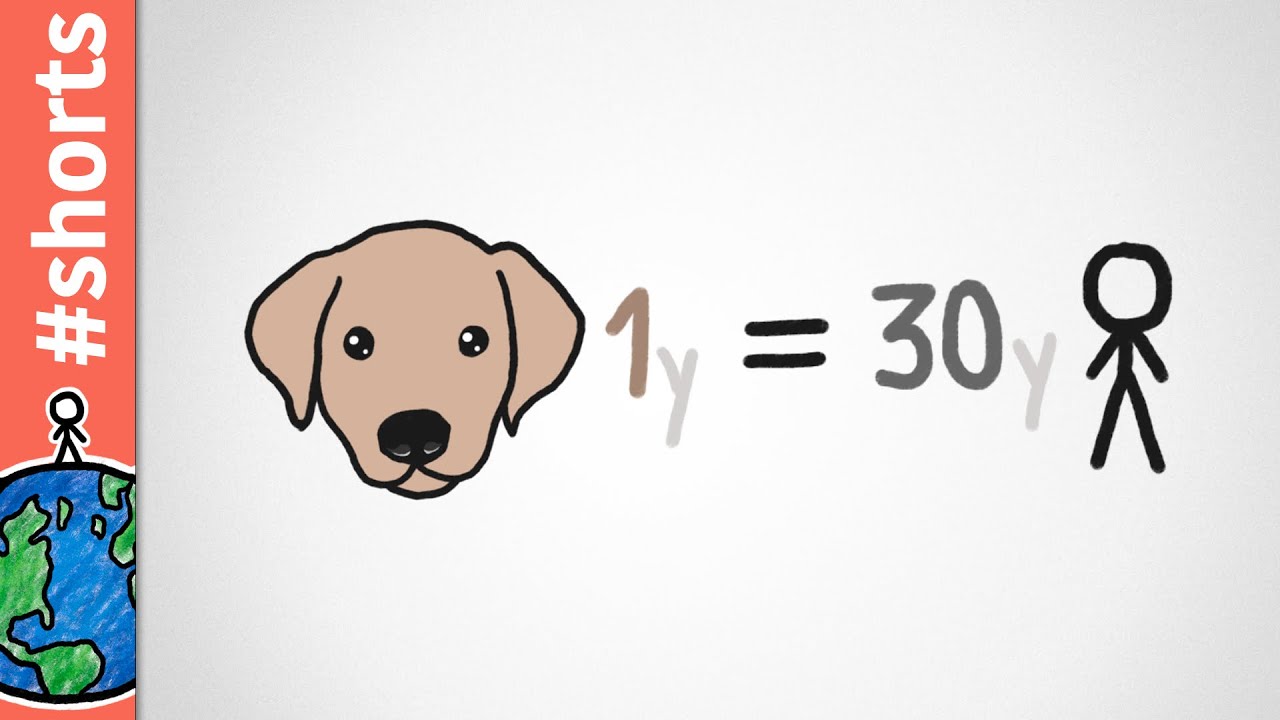 1 Year Old Puppy = 30 Human Years 🐶