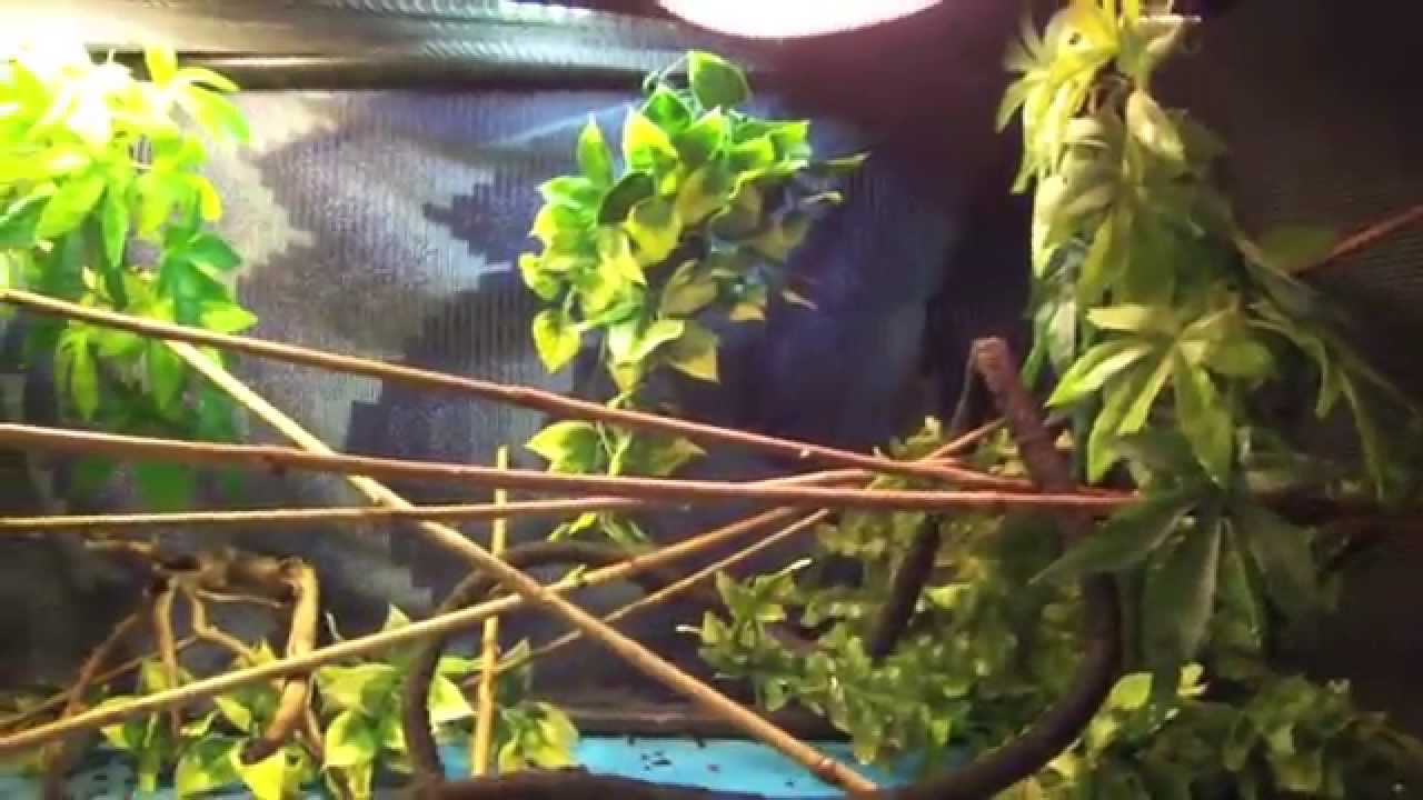 Baby Veiled Chameleon Care Tips 🦎