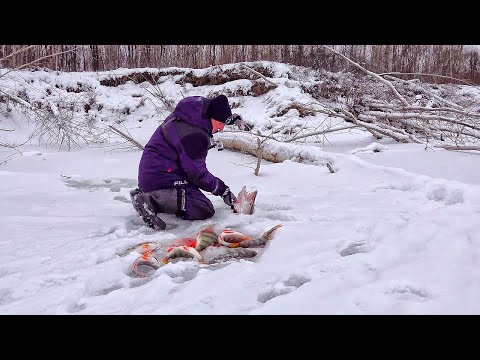 ТА САМАЯ ЛУНКА, КОТОРУЮ Я ИСКАЛ! Поклёвка, которую не забыть! Рыбалка на балансиры в коряжнике