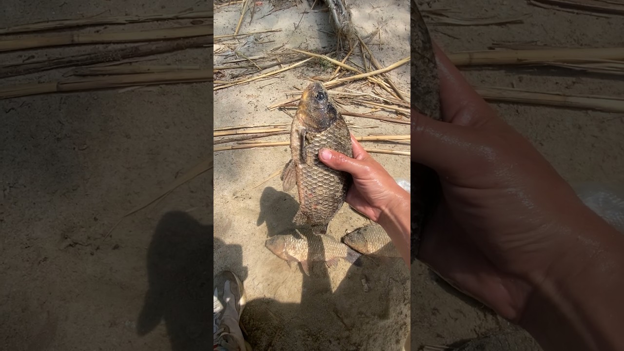 Килограммовые Караси 😱 на рыбалке