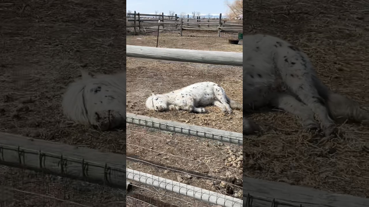 Rescued Pony Finds New Life 🐴