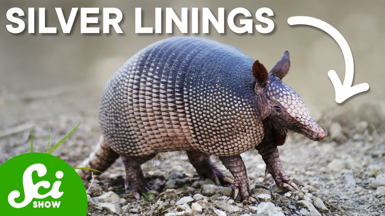Armadillo Leprosy May Hold Life-Saving Clues 🦾