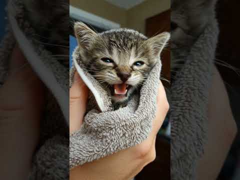 For the first time, he felt warmth, not from the sun, but from kindness #cat #sad #kindness #viral