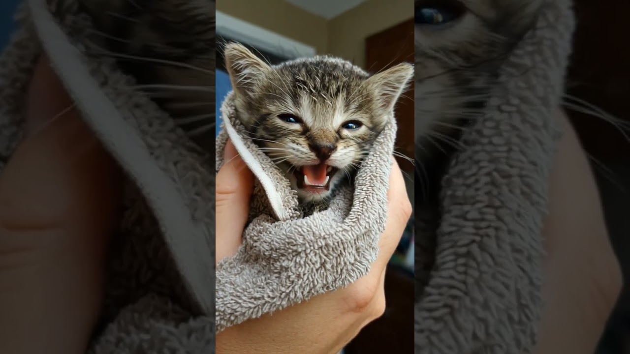 A Heartwarming Moment: When Kindness Outshines the Sun ☀️